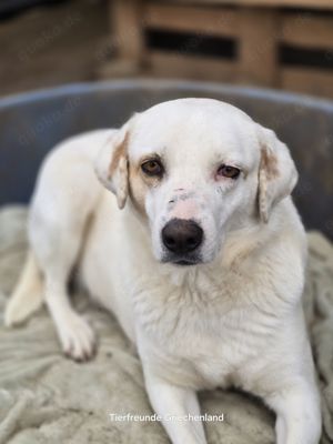 Leslie ist eine sehr freundliche Hündin