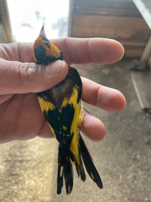 Stieglitz Major gelb