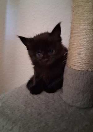 Zuckersüße Maine Coon Kitten 