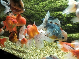 Schleierschwanz Große super Goldfische 3 Stück im Mix nur 99,- Euro Oranda, Ryukin & Co. 15-18 cm