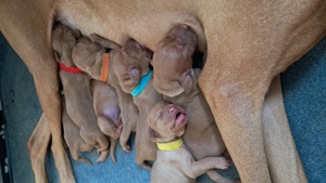 Magyar Vizsla Welpen. 