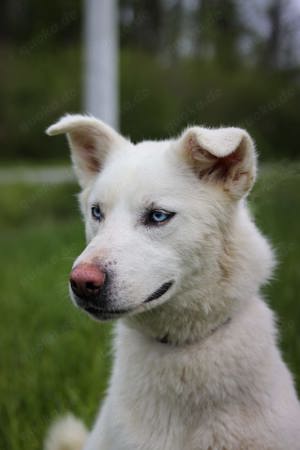Huskymix Smilla sucht ihr für immer Zuhause
