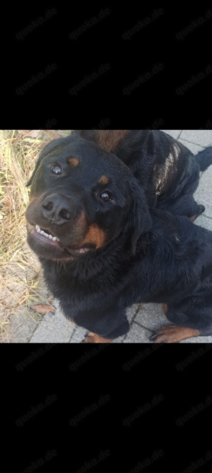 Rottweiler Rüde zu verschenken 