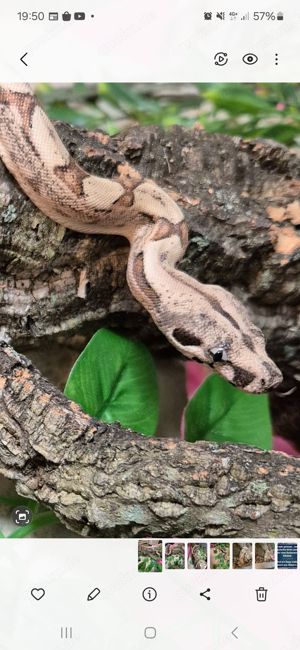 Boa constrictor imperator Bild 1