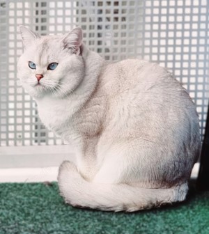 Deckkater Stammbaum blauen Augen BKH Farbe seal-silver-shaded-point ns 11 33