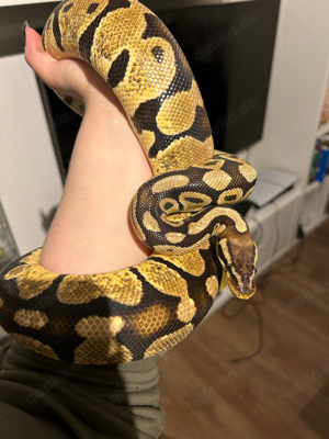Python Regius 