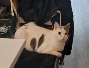 Liebe Fleki (FIV) sucht ihre Menschen Bild 6
