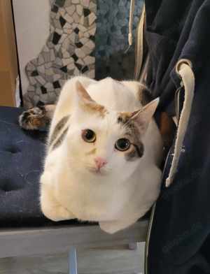 Hübsche FIV positive Katze Fleki sucht warmes Körbchen