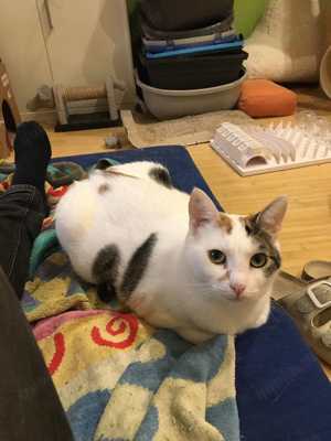Liebe Fleki (FIV) sucht ihre Menschen Bild 10
