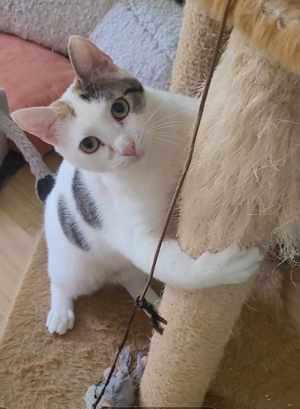 Liebe Fleki (FIV) sucht ihre Menschen Bild 7