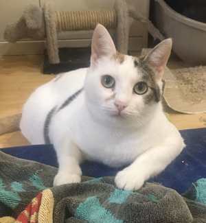 Liebe Fleki (FIV) sucht ihre Menschen Bild 8