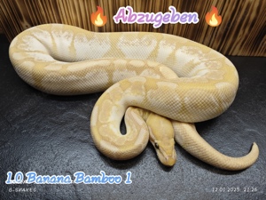 Bamboo Banana 