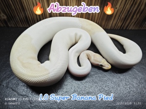 1.0 Super Banana Pied 