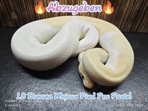 1.0 Banana Mojave Pied Pos Pastel 