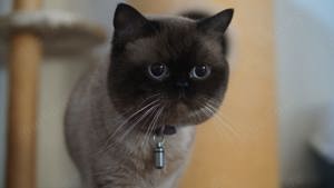 BKH Deckkater  Bild 7