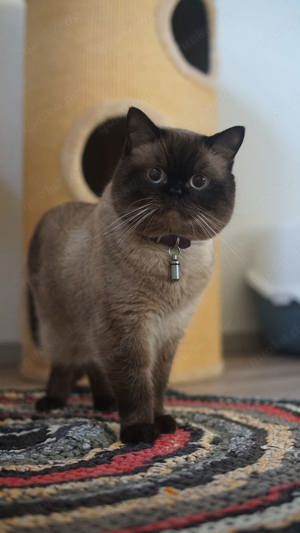 BKH Deckkater  Bild 10