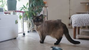 BKH Deckkater  Bild 8