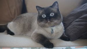 BKH Deckkater  Bild 9