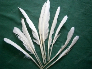 Große Gänsefedern zum Malen  Basteln und Schreiben - Flügelfedern von der Gans