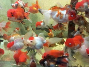 TOP Angebot der Woche 5 Stück Schleierschwanz 10-12 cm nur 75,- . Oranda, Ryukin & Co. bei koiplus