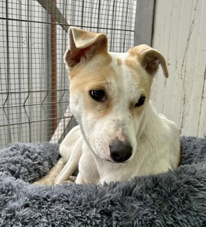 Traumhündin Winie sucht Traumzuhause 