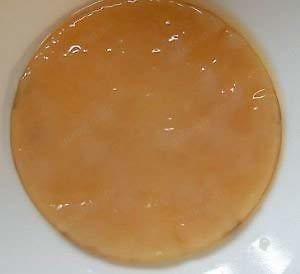Kombucha Scoby