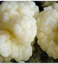 Milchkefirknollen, Kefir Bild 2