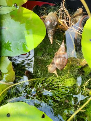 Yoda Spitzschlammschnecke Lymnaea stagnalis für Teich o Aquarium Bild 5
