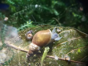 Yoda Spitzschlammschnecke Lymnaea stagnalis für Teich o Aquarium Bild 6