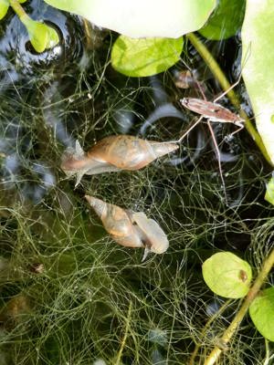 Yoda Spitzschlammschnecke Lymnaea stagnalis für Teich o Aquarium Bild 4