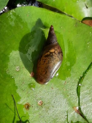 Yoda Spitzschlammschnecke Lymnaea stagnalis für Teich o Aquarium Bild 3
