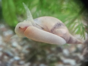 Yoda Spitzschlammschnecke Lymnaea stagnalis für Teich o Aquarium Bild 2
