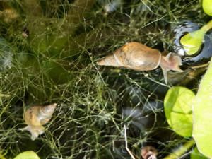 Yoda Spitzschlammschnecke Lymnaea stagnalis für Teich o Aquarium
