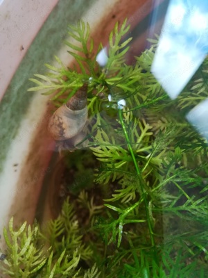 Yoda Spitzschlammschnecke Lymnaea stagnalis für Teich o Aquarium Bild 7