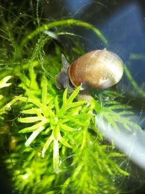 Yoda Spitzschlammschnecke Lymnaea stagnalis für Teich o Aquarium Bild 8