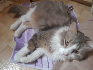 Dringend:    Norwegischer Waldkater Main-coon Mix 