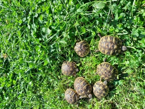 Griechische Landschildkröten aus der Nachzucht 2024