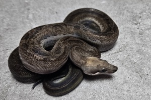 Boa Imperator 1.0 Inca Motley Black Panther poss het Albino Sharp 