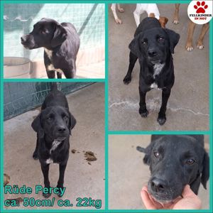 Percy lieber Labrador Mischling sucht sein Kuschelkörbchen