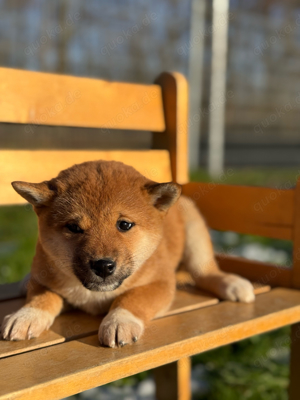 Shiba-inu Reinrassig 