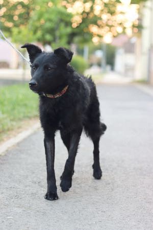 Lino sucht ein warmes Körbchen 