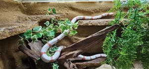 Reptilien gebe meine Haltung auf  Königsnattern Erdnattern Teppichpython