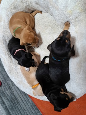 5x Welpen,  Zwergpinscher  