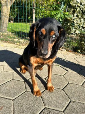 *FUCHUR* Wer hat ein liebevolles Herz für ihn?