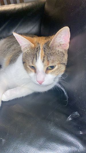 Massa und Asis   Das süße Katzenpärchen sucht ein Zuhause! Bild 8