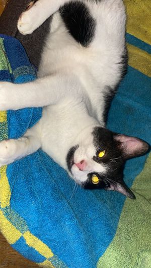 Massa und Asis   Das süße Katzenpärchen sucht ein Zuhause! Bild 10