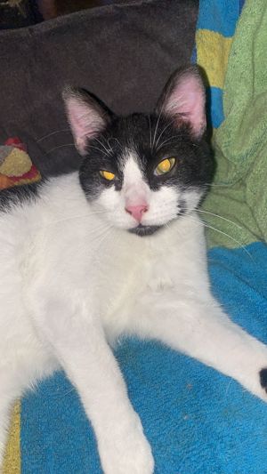 Massa und Asis   Das süße Katzenpärchen sucht ein Zuhause! Bild 9