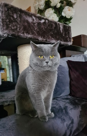 Deckkater  BKH erfahren mit Stammbaum! Bild 4