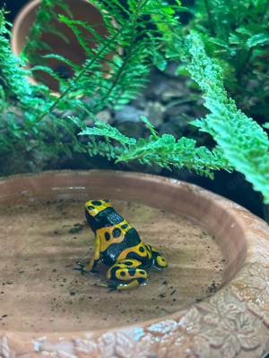 Dendrobates Leucomela 0.0.1