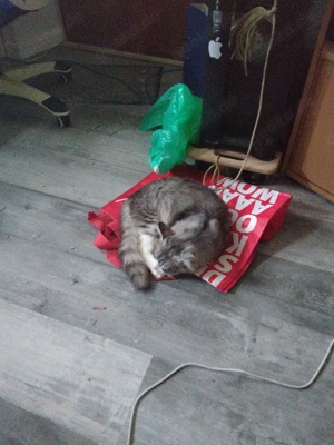 Katzen in gute Hände abzugeben 